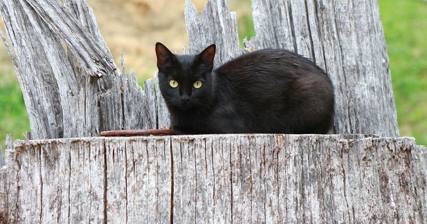 A black barn cat resting on a weathered wooden post