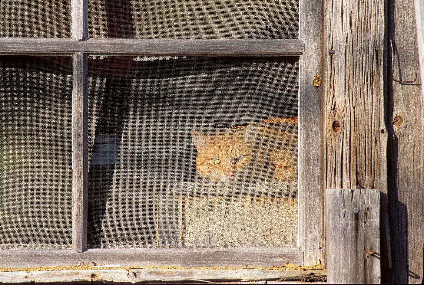 An orange tabby farm cat looking out through a screened barn window