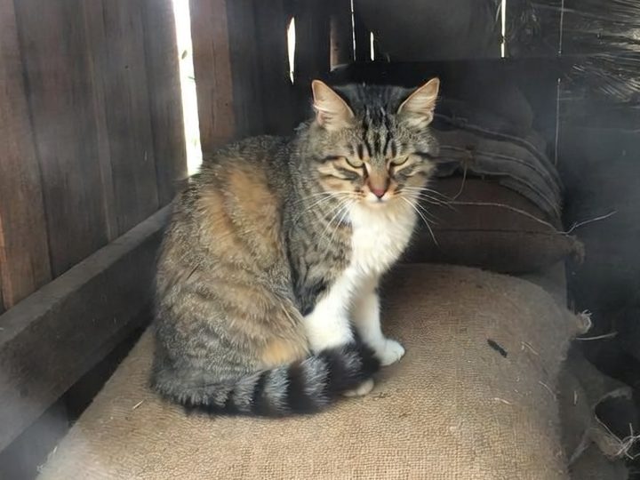 Barnaby on feed sacks in the barn