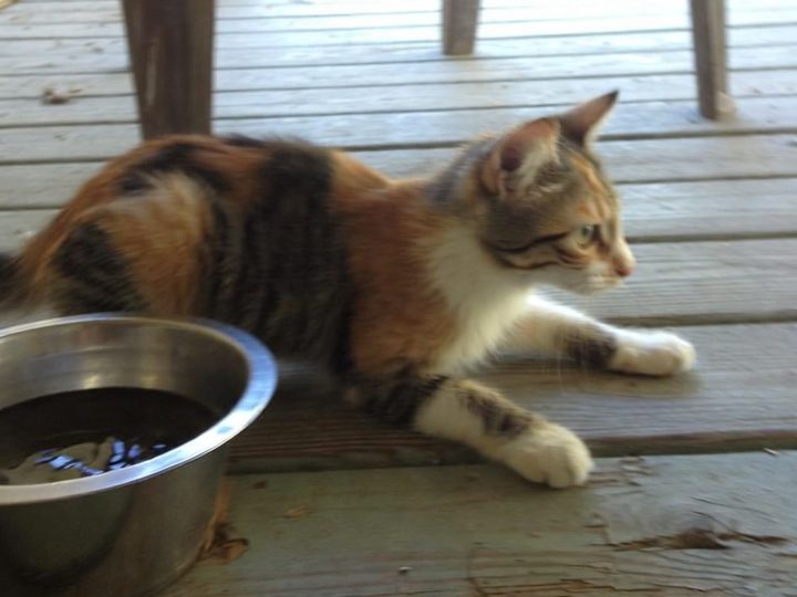 Cleo, a calico, resting on a porch