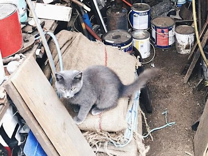 The little gray kitten on burlap sacks in a shed