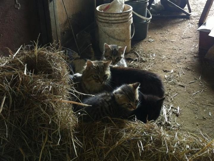 Luna and her kittens curled up on hay in a horse barn