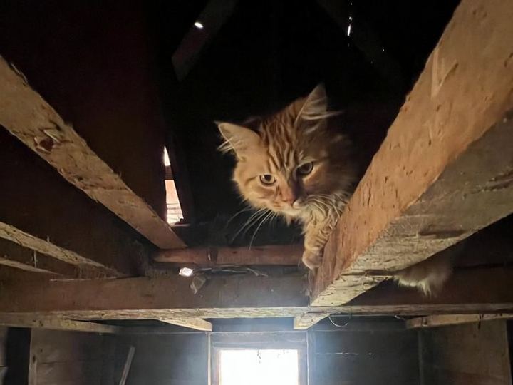 Marmalade, an orange tabby, peering down from the rafters