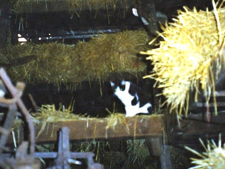 Shadow, a black-and-white cat, in the hay loft
