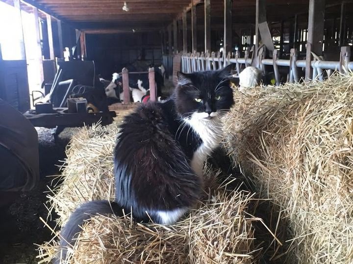 Smokey, a black-and-white cat, sitting on hay bales in a dairy barn