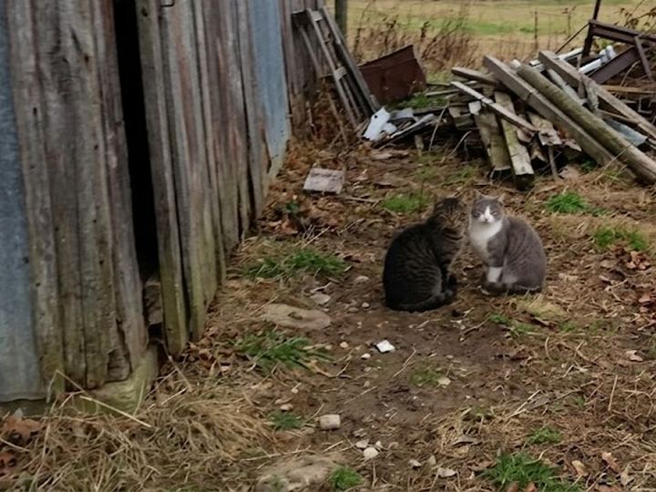 Willow and Ash sitting together beside the barn